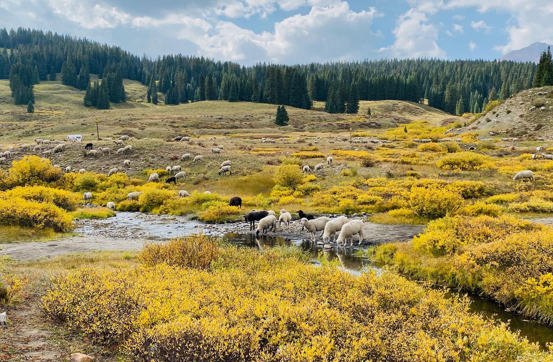 Sheep in Prairie of Yellow Flowers 